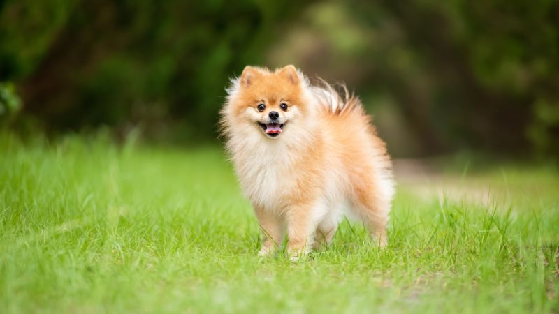 Tick Time is Anytime: Keeping Your Dogs Safe from Tick-borne Illness Throughout the Year