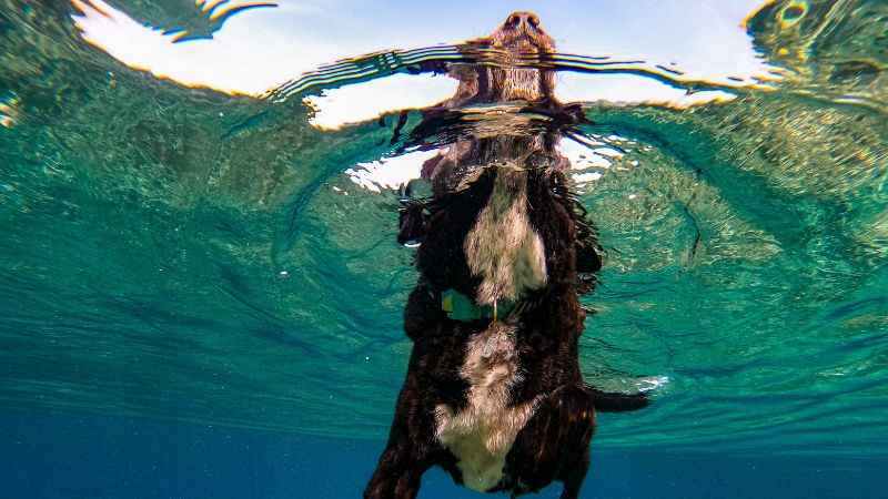 Canine Swimming Safety: 10 Water Safety Tips for Your Dog