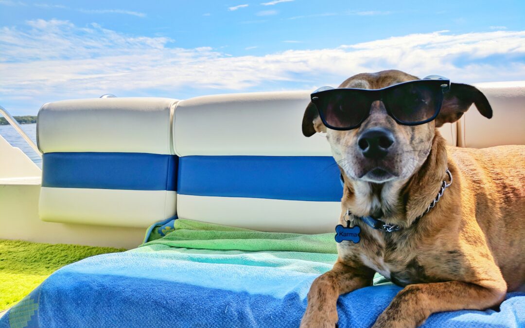 Keeping Your Pet Cool Through the Dog Days of Summer Part IV: Sun Safety: Protecting Your Pet from Sunburn and Skin Cancer