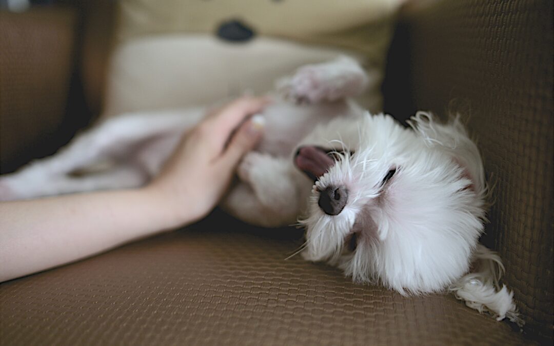 Pampering Your Pooch: How Massage Can Help Your Dog
