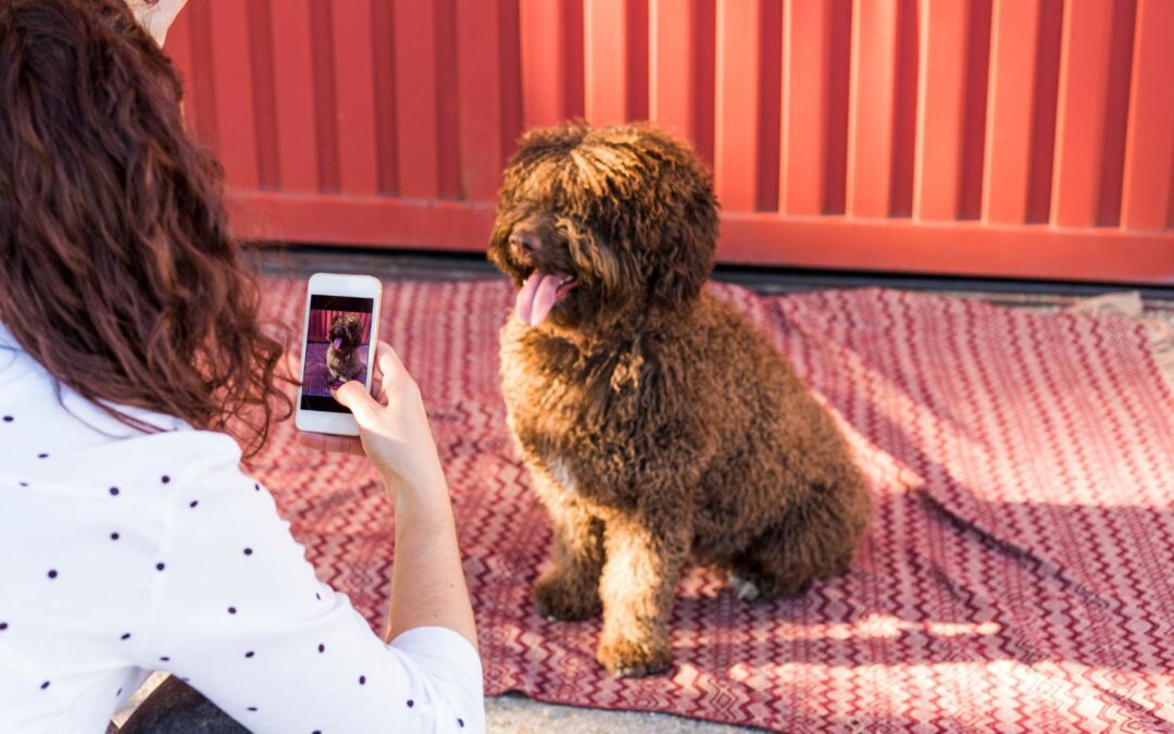 Six Simple Steps to Take Perfect Pictures of Your Pet
