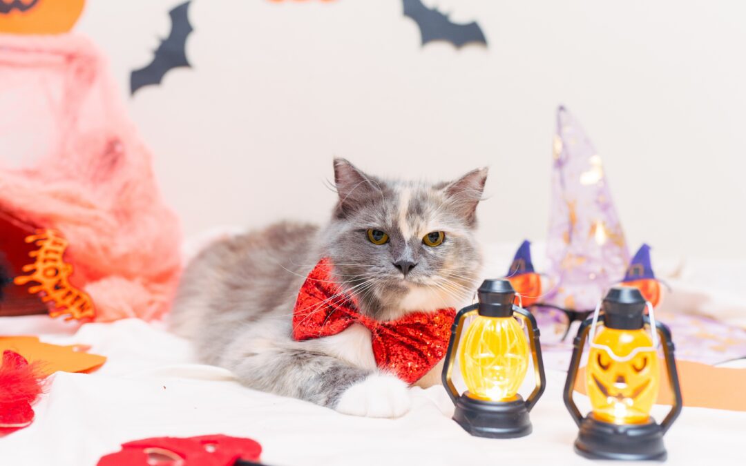 Spook-tacular Pet Safety: Tips for a Scare-Free Halloween
