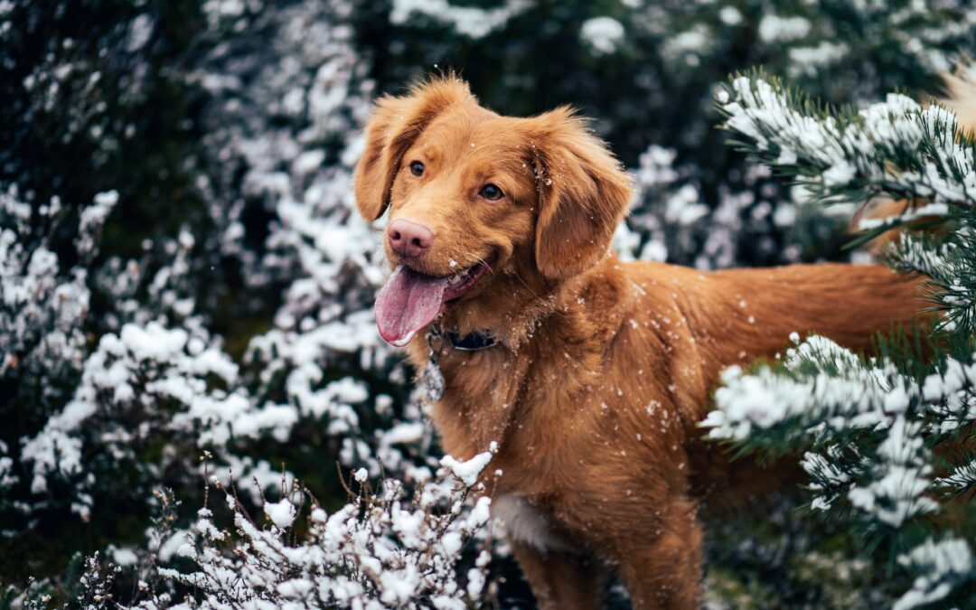 Cold Weather Tips: Preparing Your Pets for Winter