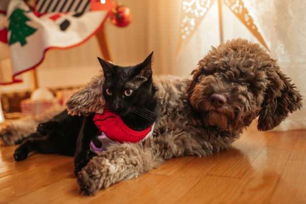 Paws and Pine: A Guide to Pet Proofing Your Christmas Tree