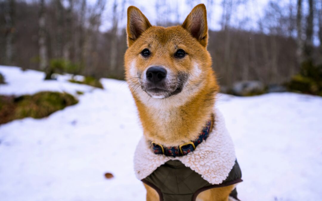 Paws and Parkas: The Debate Over Dogs and Outerwear