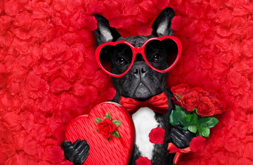 10 Punny Dog Valentines to Make You Bark and Swoon